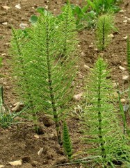 Equisetum arvense L., barba ursului, coada calului