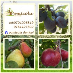 pomi fructiferi