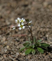 Erophila verna A. Mey., flămânzică