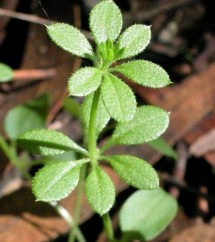 Galium aparine, turiţă, lipicioasă