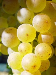 Preturile strugurilor la 4 septembrie 2011