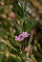 Lythrum hyssopifolia L.