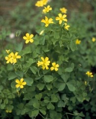 Oxalis stricta L., măcrișul iepurelui