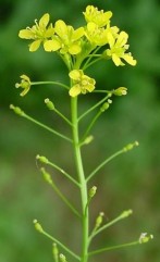 Rorippa austriaca(Cr.) Bess., gălbenea