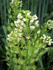 Thlaspi arvense L., punguliță