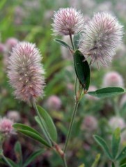 Trifolium arvense L.,  papanași