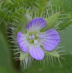 Veronica hederifolia L.,  doritoare
