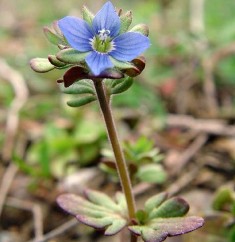 Veronica triphyllos L., șopârliță