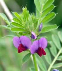 Vicia sativa L., măzăriche de primăvară