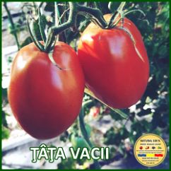 Rasaduri de legume Romanesti