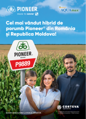 P9889 - Hibridul potrivit în toate fermele!