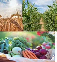 De ce dezvoltarea agriculturii este vitală pentru România