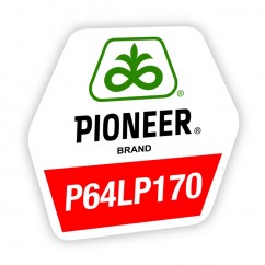 P64LP170 Campionul Absolut