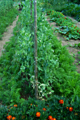 Subvenție APIA pentru cultivatorii de mazăre de grădină și fasole: Ce trebuie să știți