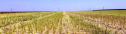  DEKALB trece de pragul de 6.5 t/ha la rapiţă