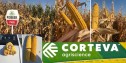 Hibrizii noi de porumb din portofoliul companiei Corteva Agriscience