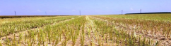  DEKALB trece de pragul de 6.5 t/ha la rapiţă