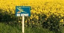 Controlaţi zilnic culturile de rapiţă şi porumb! Dăunătorii sunt “în floare”