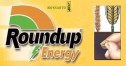 Roundup Energy - Aplicarea înainte de recoltare la cereale