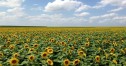Segmentul bio al agriculturii europene trece printr-o perioadă favorabilă