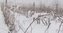 Vița de vie a fost afectată de gerurile din această iarnă, se estimează pierderi de peste 50%