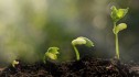 Noul regulament european privind sănătatea plantelor