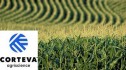 Fermierii care au cultivat hibrizi de porumb marca Pioneer au dus acasă cele mai importante premii 