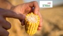 Ce este maturitatea porumbului. Care este momentul în care se poate intra la recoltarea porumbului