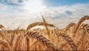 România depășește record după record: producție record de grâu în 2023!