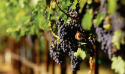 Exporturile de vin sunt in creștere