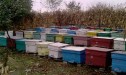 Ce trebuie să faci în prima lună a anului pentru a avea familii sănătoase de albine!