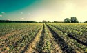Sprijin financiar pentru producatorii agricoli din sectorul vegetal