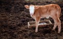 Fonduri europene pentru platformele de gunoi de grajd: sprijin pentru fermierii mici și mijlocii