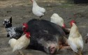APIA eliberează adeverințele pentru măsura 14T – plăți privind bunăstarea animalelor, CAMPANIA 2018