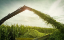 Impuls financiar major pentru agricultori: APIA introduce subventii pentru nutreturile insilozate