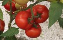Vindem seminte de tomate - Qualitet F1