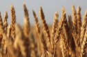 Se anunță noi creșteri de prețuri pe piața cerealelor 
