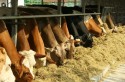 Veste bună pentru fermieri: Comisia Europeană ar putea să accepte modificările propuse