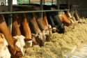 DSVSA controlează peste 300 de ferme. Subvențile se vor acorda în funcţie de rezultate 