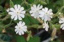 Silene latifolia Poir. , opaiță