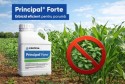 Principal Forte- soluția completă de la Corteva Agriscience pentru combaterea buruienilor din porumb