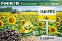 P64HE118 – Hibrid floarea soarelui High Oleic cu performanță ridicată