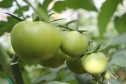 Vand tomate cantitati en-gros