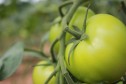 Producator tomate solar - Vindem en-gros