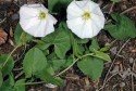 Convolvulus arvensis L.(Cyr) volbură, rochița rândunicii