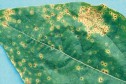 Rugina - Uromyces appendiculatus-Fasole