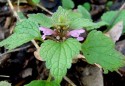 Lamium purpureum, sugel puturos 