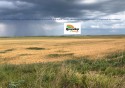 Roundup și culturile de grâu calamitate 