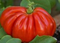 Subvenții record pentru producătorii de tomate: 3000 de euro/beneficiar