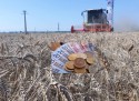 Despăgubiri pentru fermierii afectați de tranzitul de cereale din Ucraina